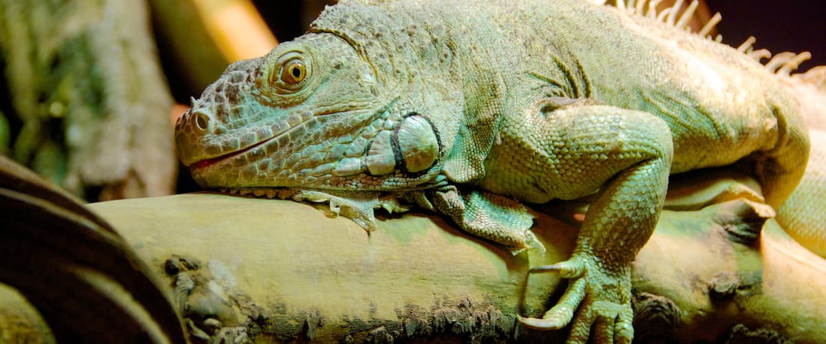 Aquatopia which includes zoo animals and animals