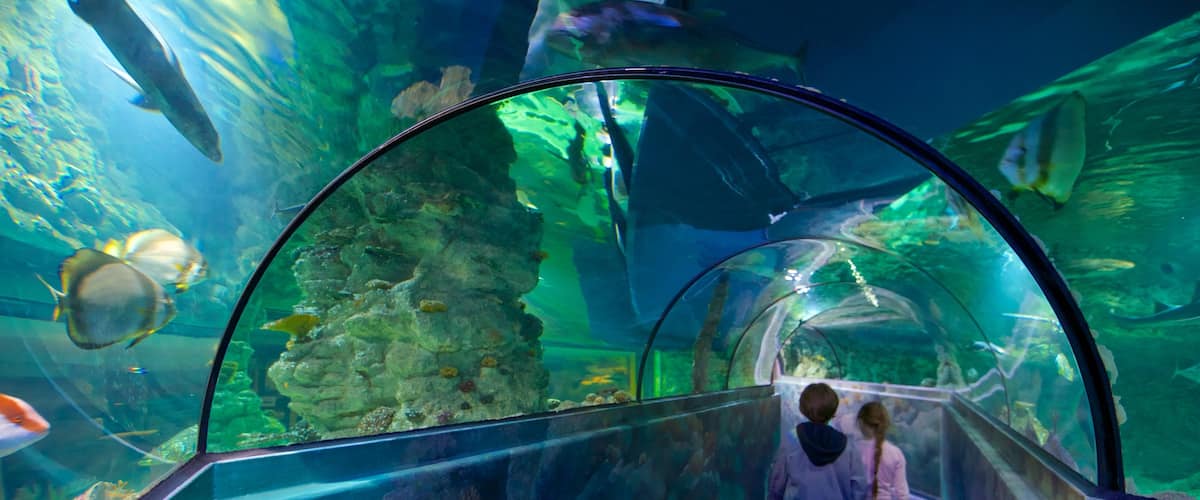 Aquatopia montrant vues intérieures et vie marine