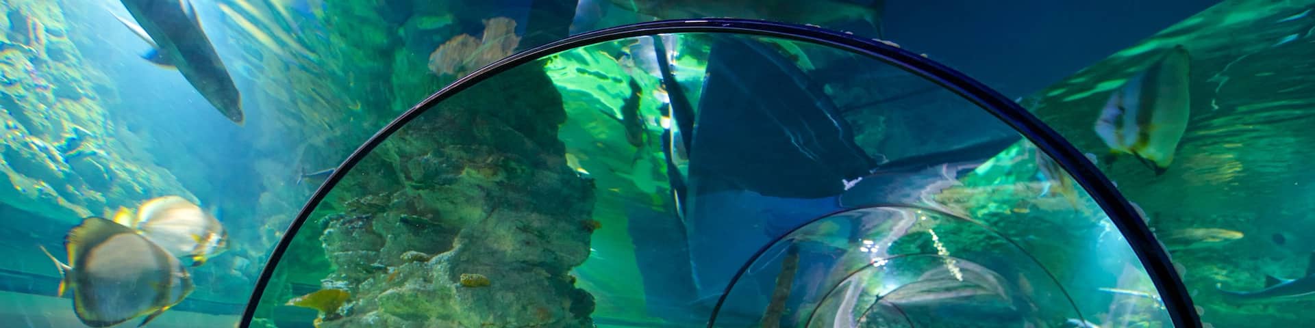 Aquatopia mettant en vedette vie marine et vues intérieures