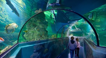 Aquatopia which includes marine life and interior views