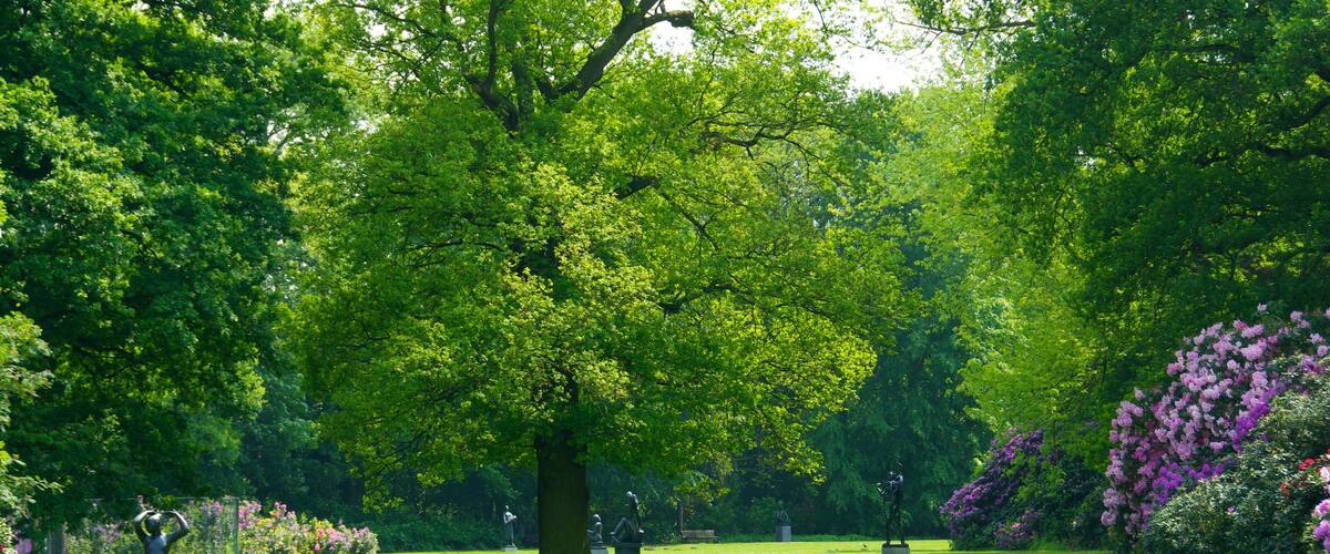 Middelheim Park which includes a park