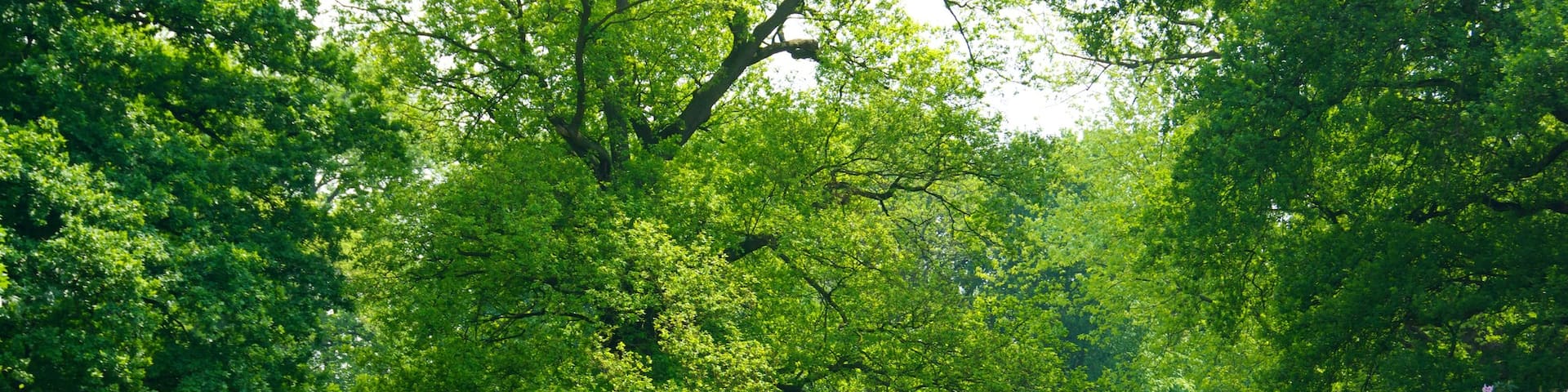 Middelheim Park mit einem Garten