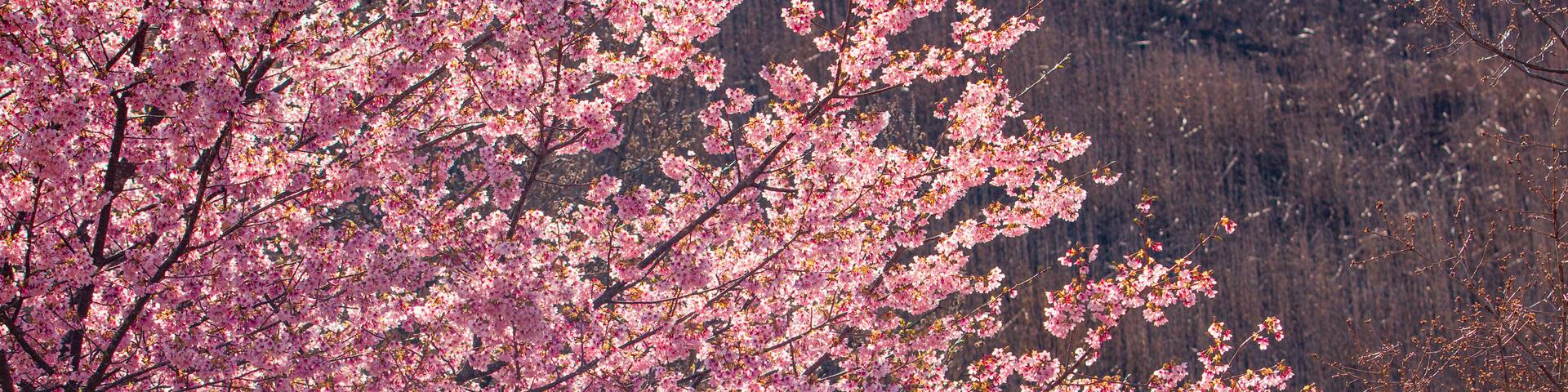 Sakura no Sato featuring wildflowers