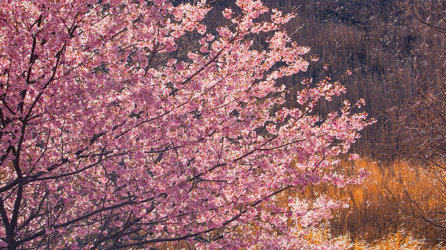 Sakura no Sato