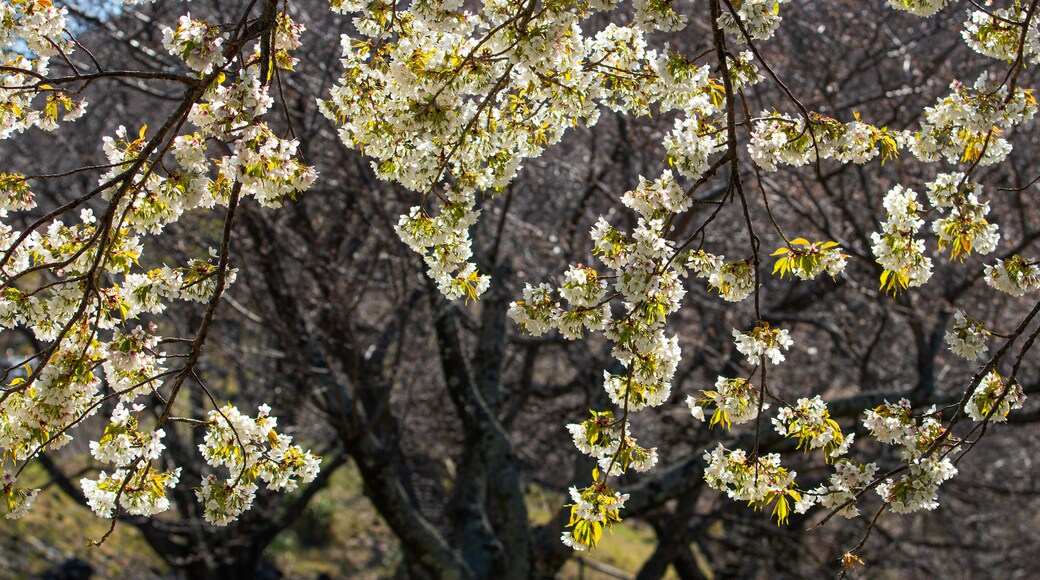 Sakura no Sato showing wildflowers