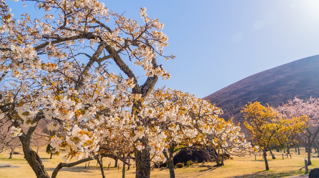 Sakura no Sato