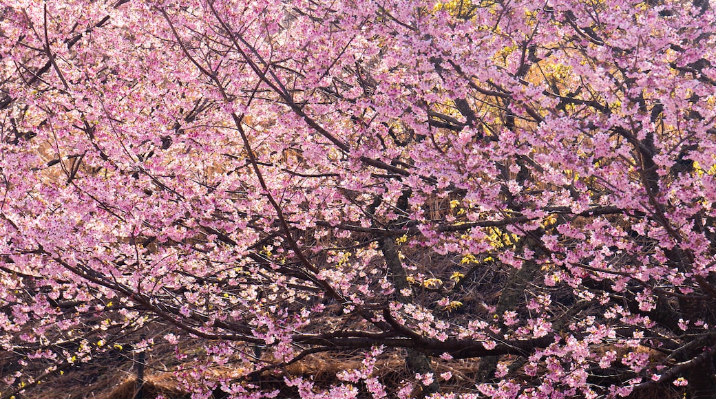 Sakura no Sato featuring wildflowers