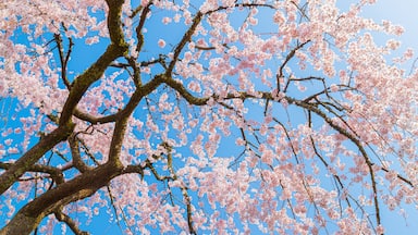 Chubu showing wildflowers