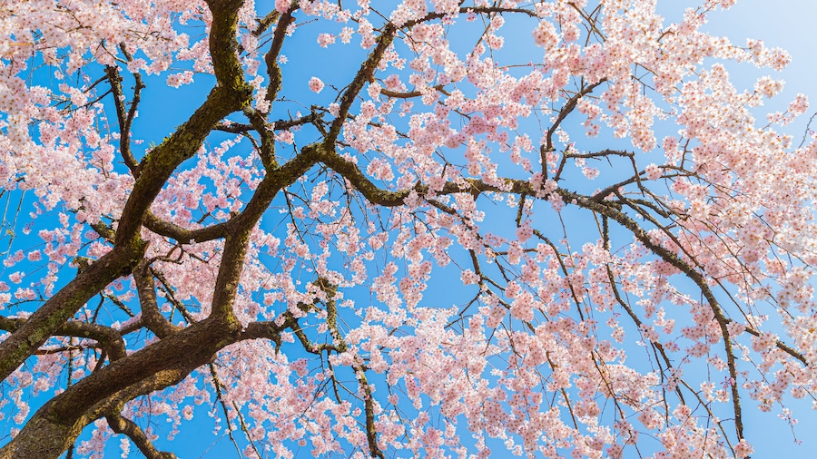Chubu showing wildflowers