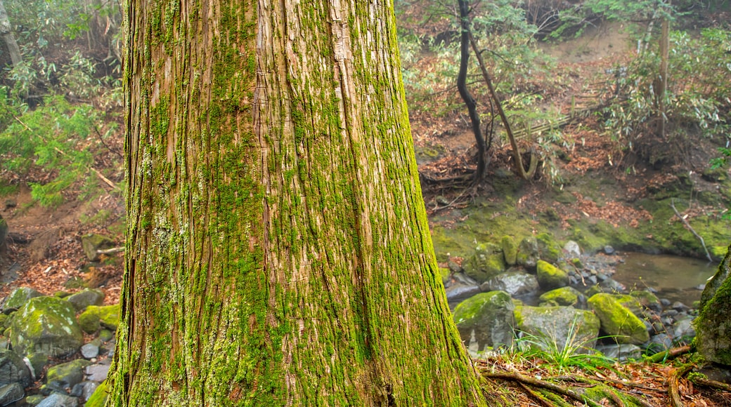 Chisuji Falls featuring forests