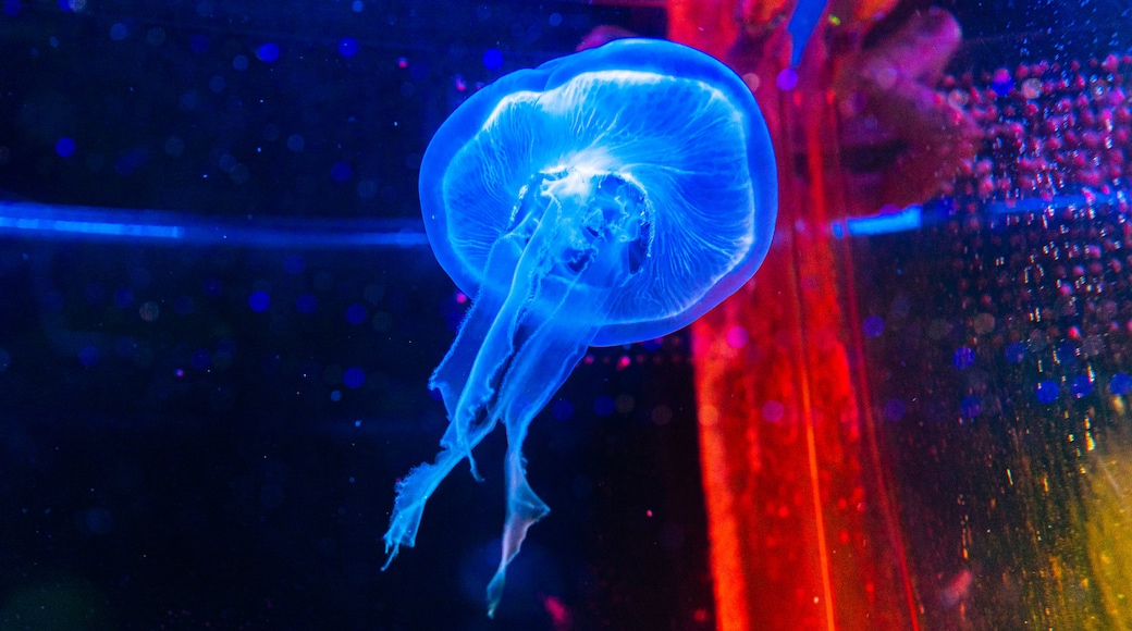 Acquario Hakone-en