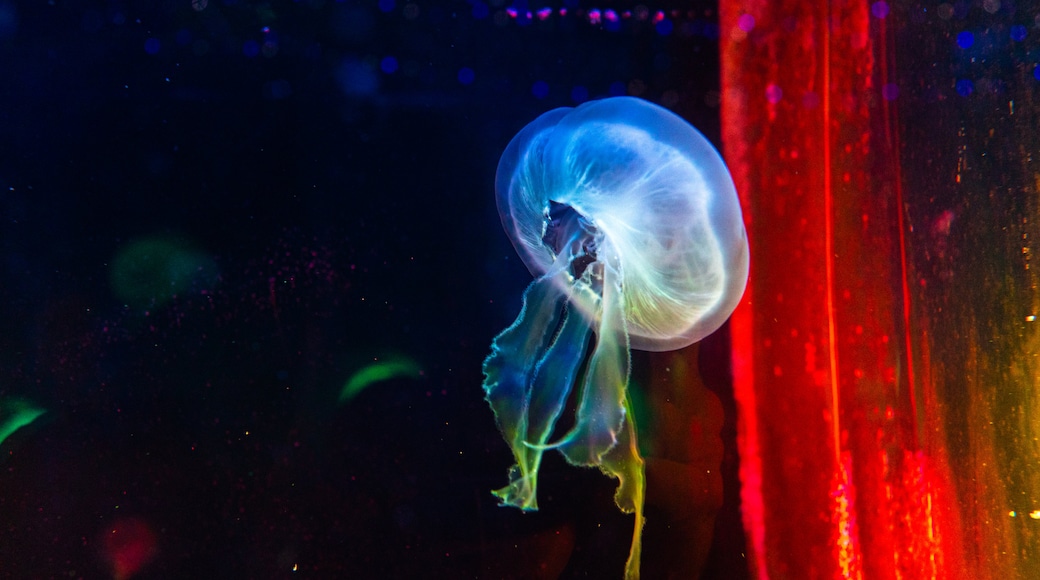 Hakone-en Aquarium