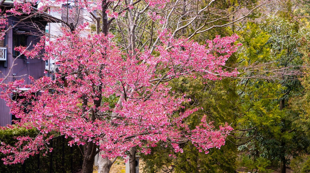 Miyanoshita showing wildflowers