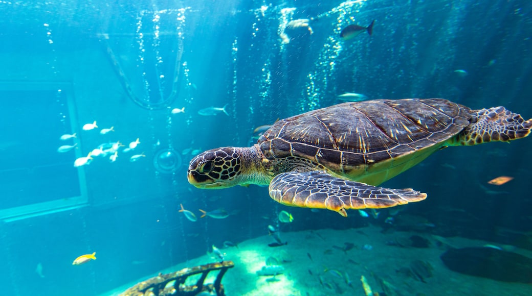 Acquario Hakone-en