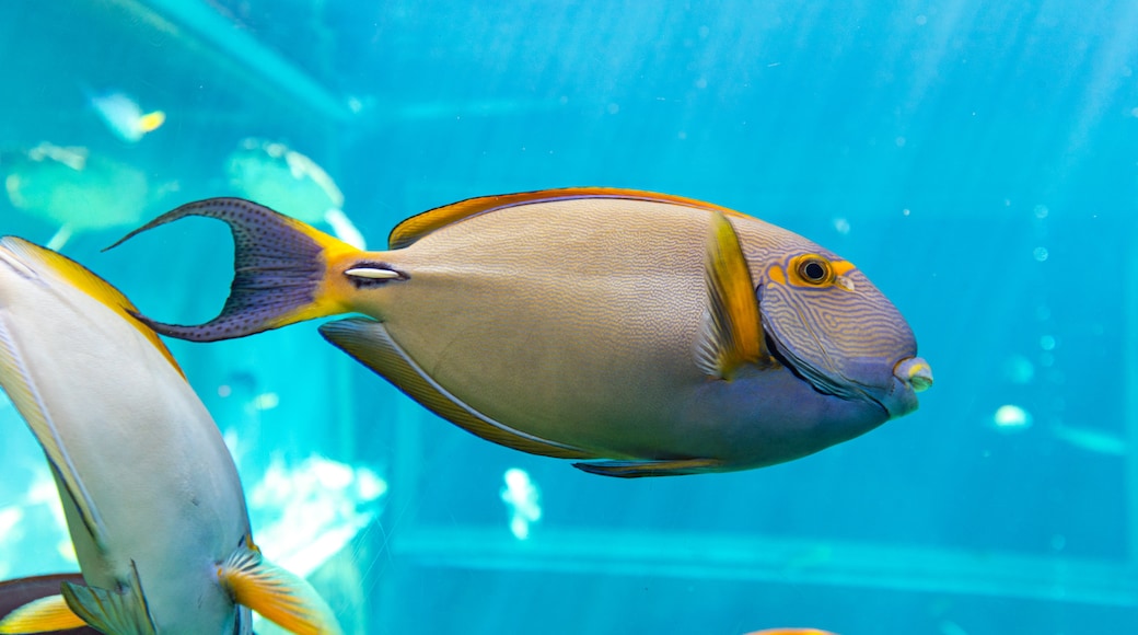 Hakone-en Aquarium