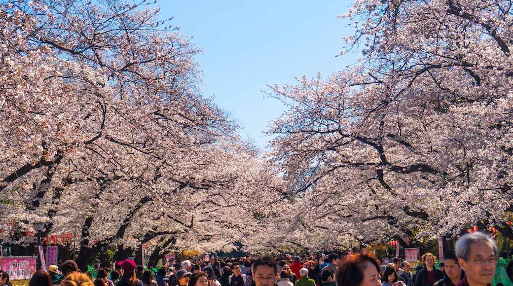 Japan showing wildflowers as well as a large group of people