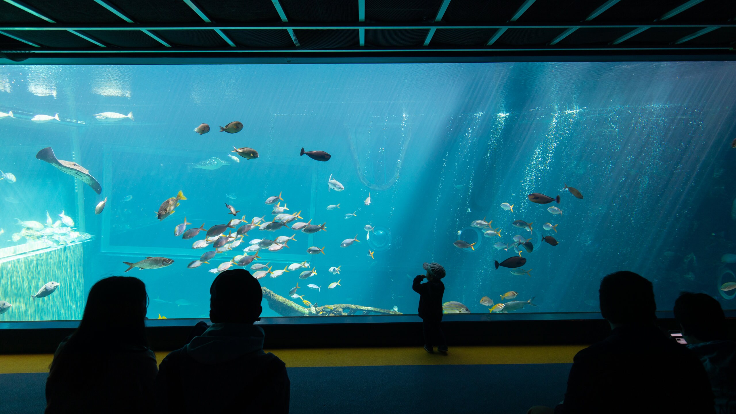 Hakone-en Aquarium showing marine life and interior views as well as an individual child