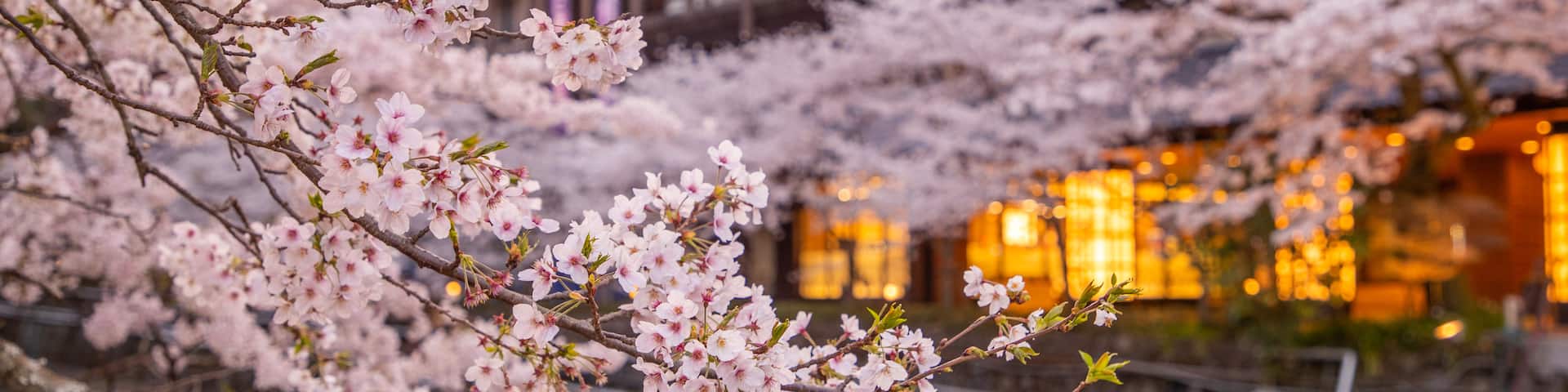 Hakone Hot Springs showing wildflowers