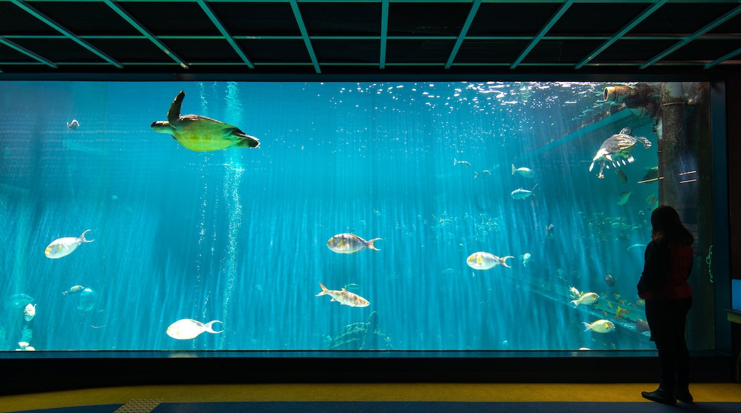 Acquario Hakone-en