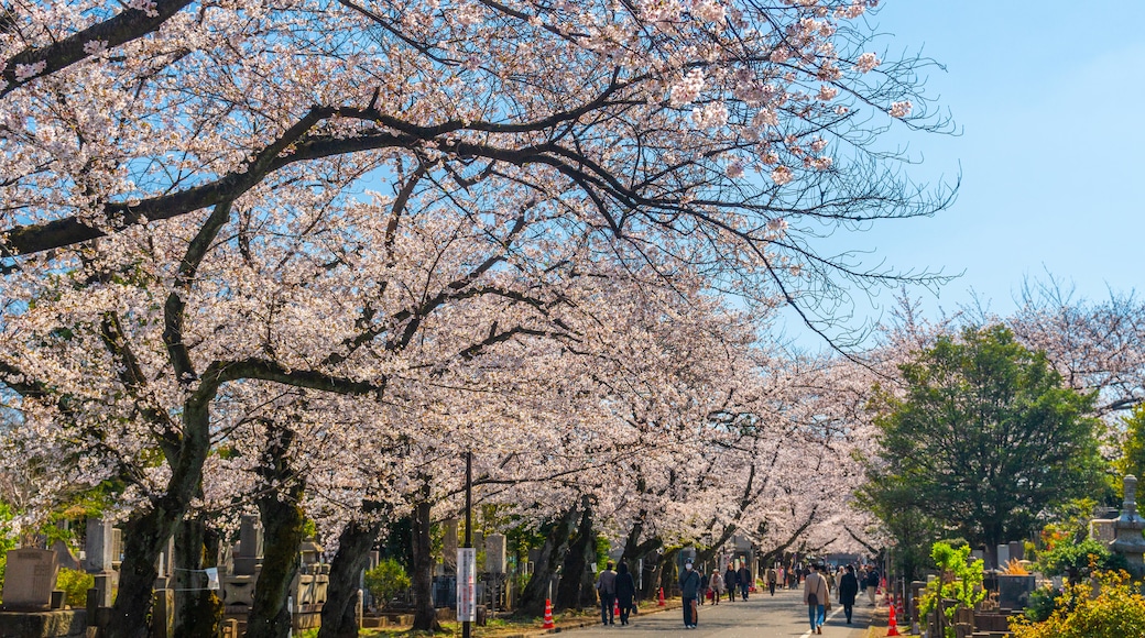 Yanaka