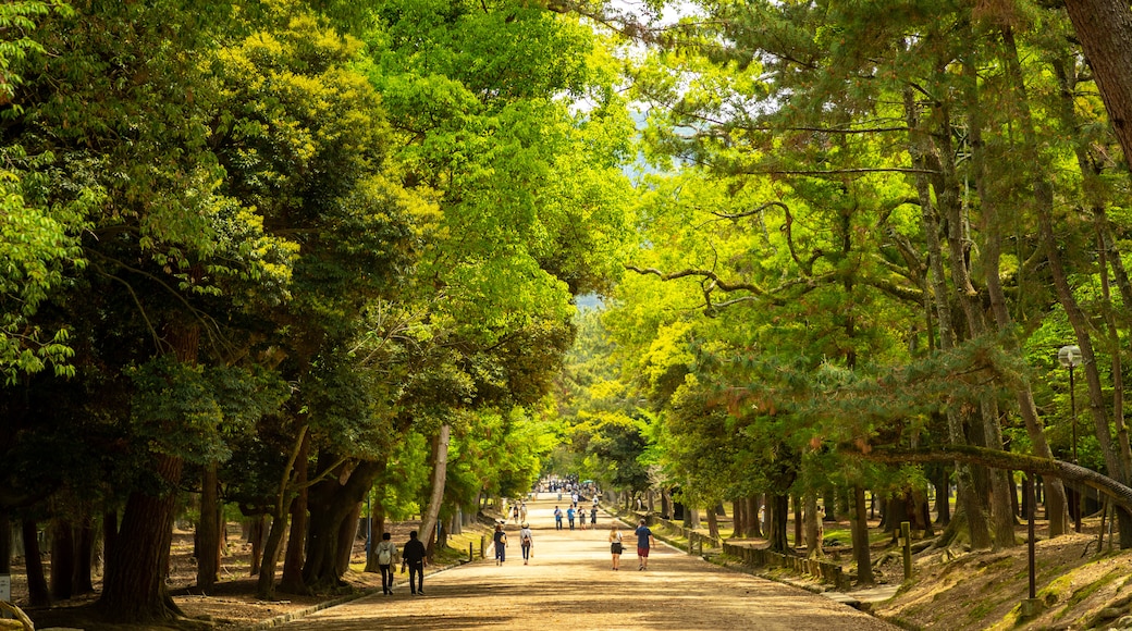 Nara Park featuring a garden