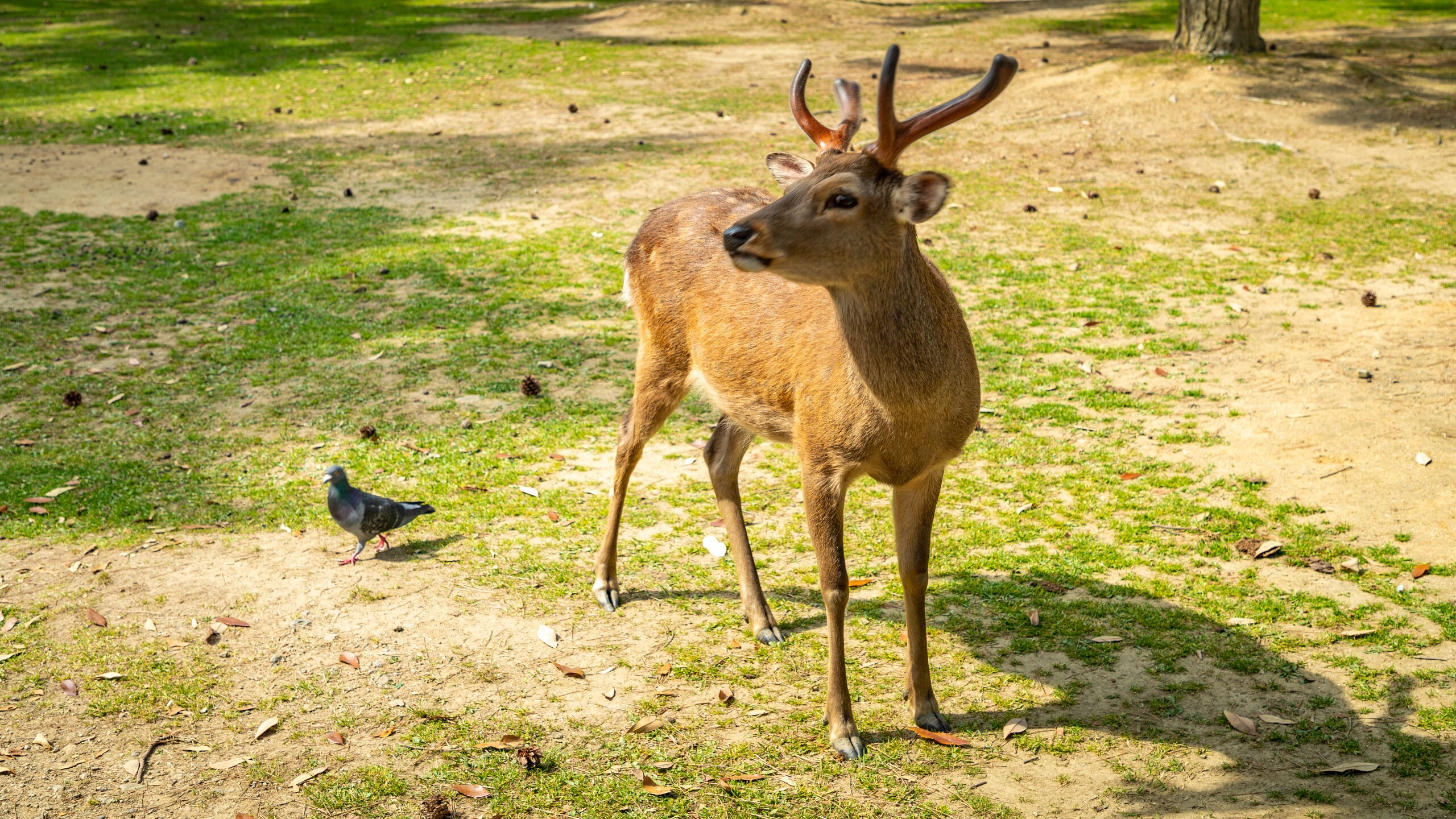 Visit Nara Park in Nara | Expedia Visit Nara Park in Nara | Expedia