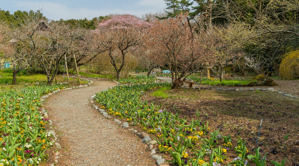 Chichibunomiya Memorial Park featuring a park