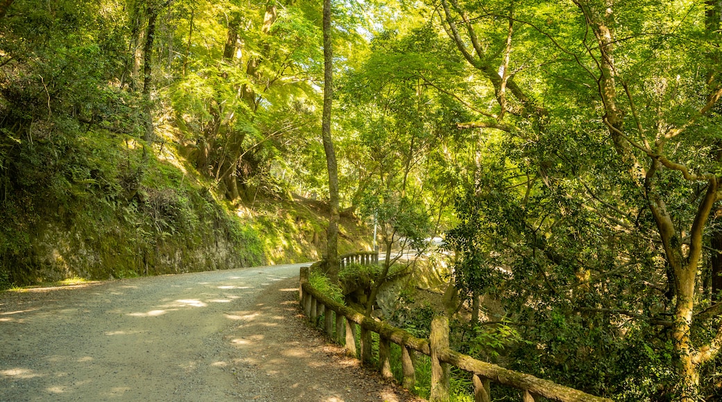 Bosque primitivo de la colina de Kasugayama