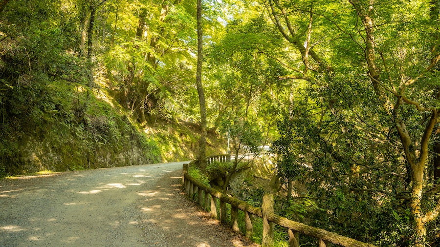 Kasugayama Hill Primeval Forest