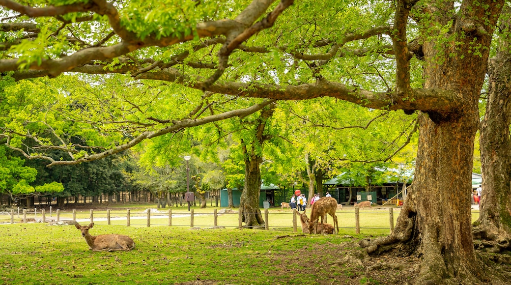 Nara-parken