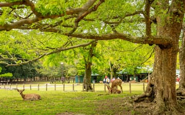 奈良公園 奈良旅行 エクスペディア 奈良公園 奈良旅行 エクスペディア