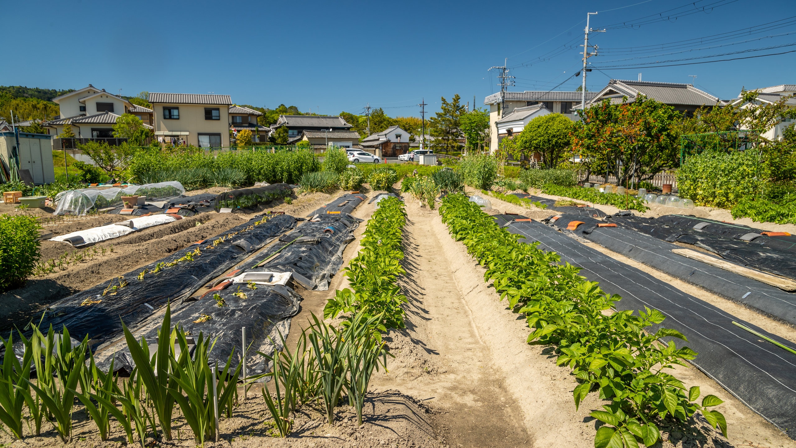 Ikaruga which includes farmland