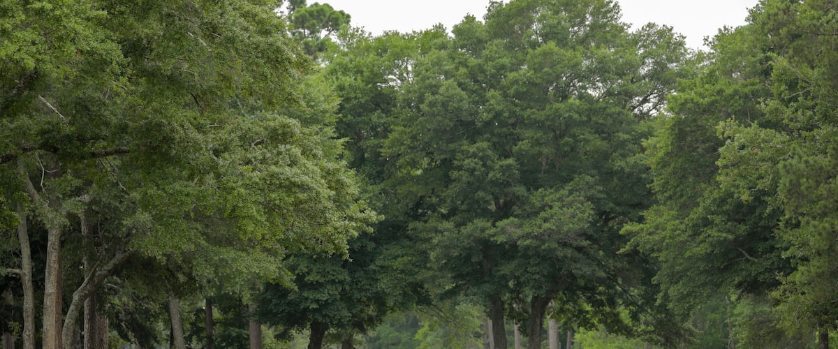 Arcadian Shores Golf Club featuring golf as well as an individual male