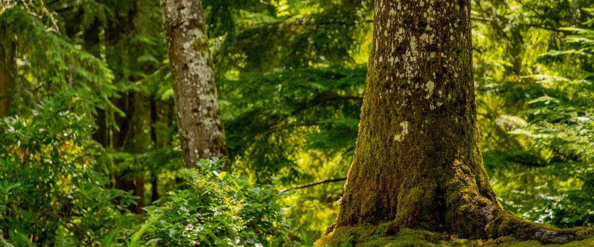 Bloedel Reserve featuring forest scenes