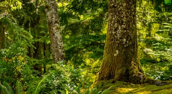 Bloedel Reserve featuring forest scenes