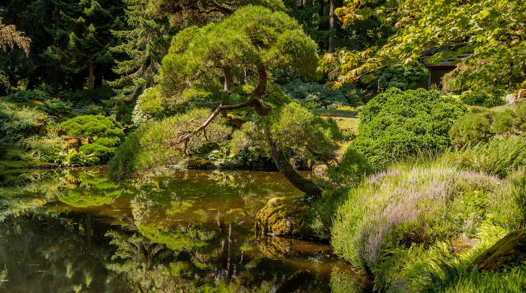 Bloedel Reserve showing a pond