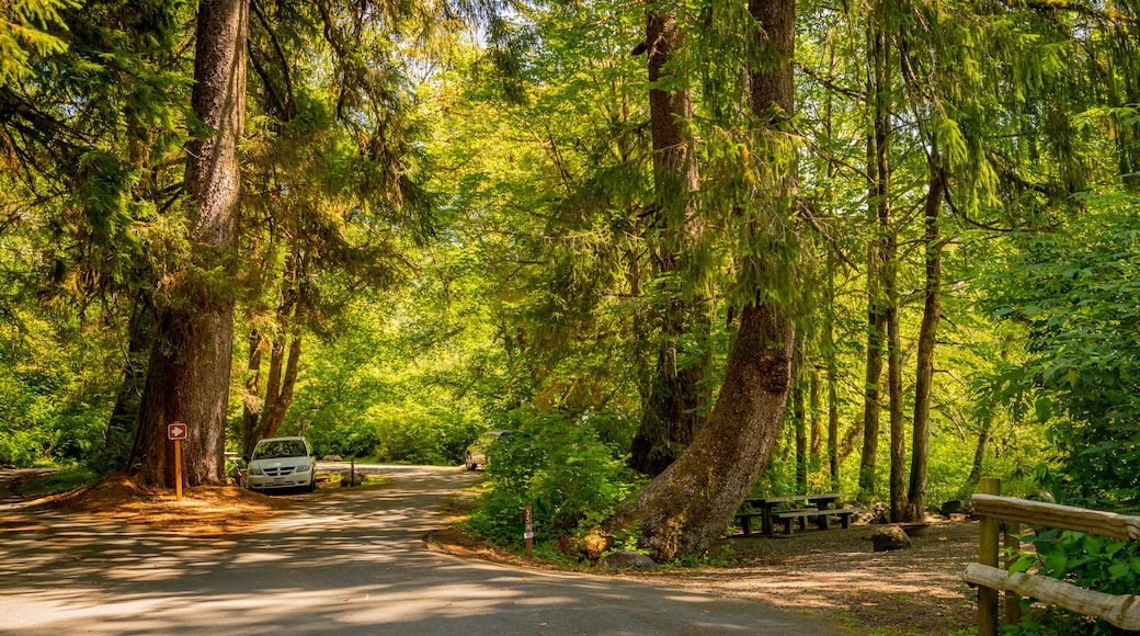 Bogachiel State Park