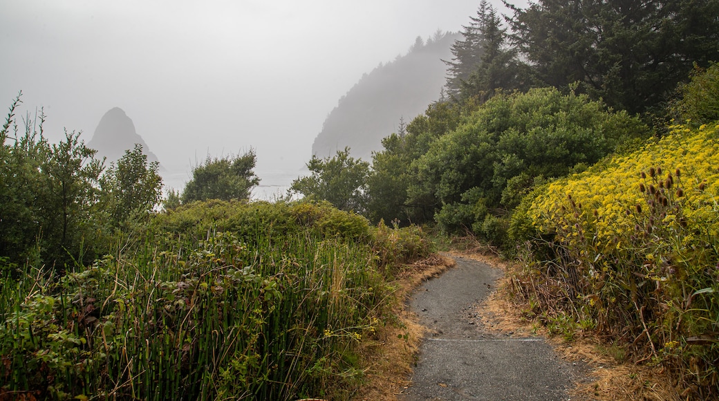 Brookings showing mist or fog and general coastal views