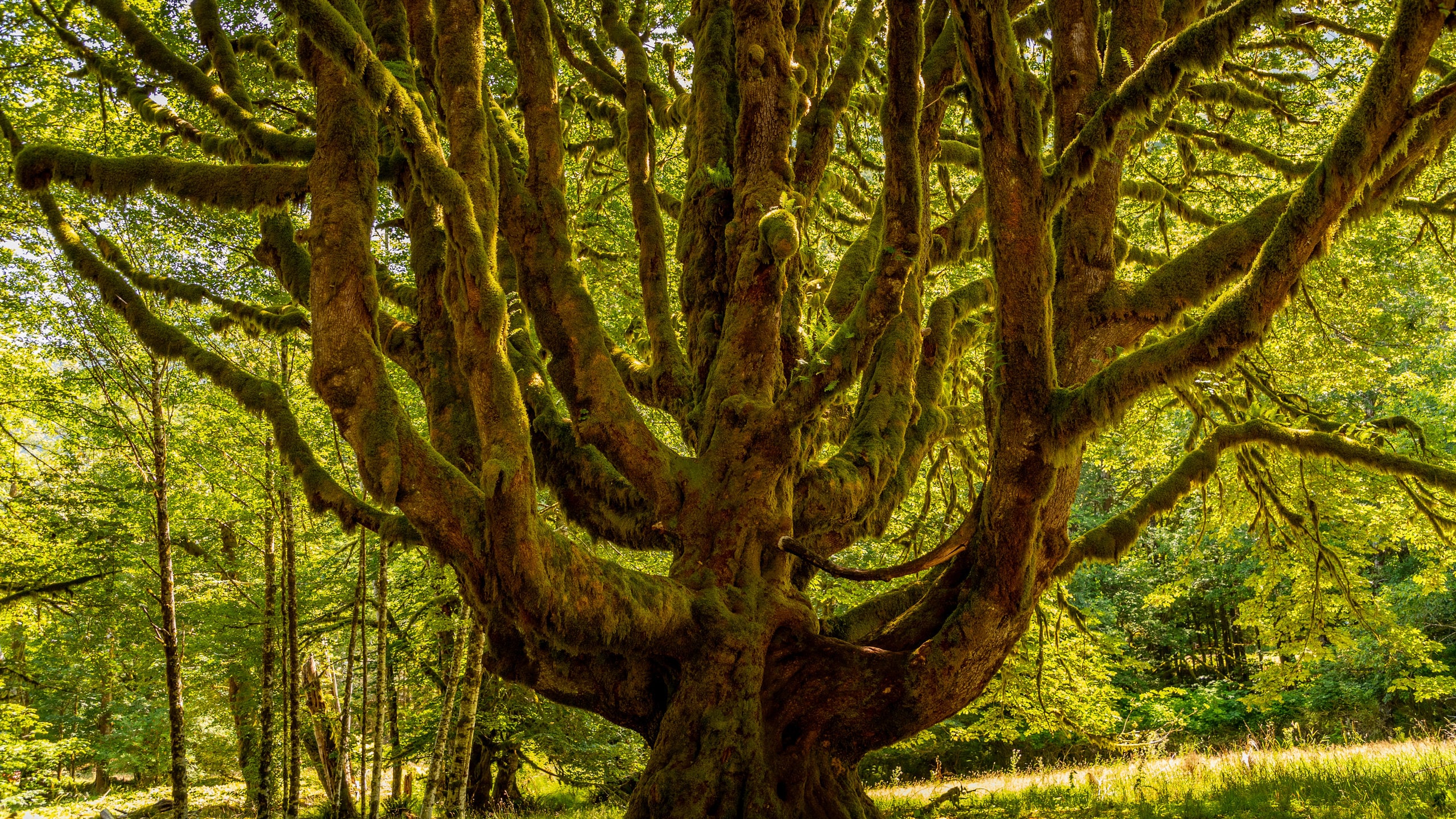 Crescent Beach in Crescent Beach Tours and Activities Expedia