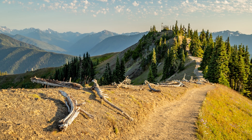 Hurricane Ridge