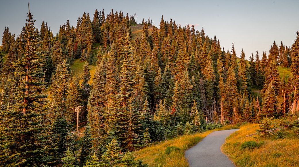 Monte Hurricane Ridge