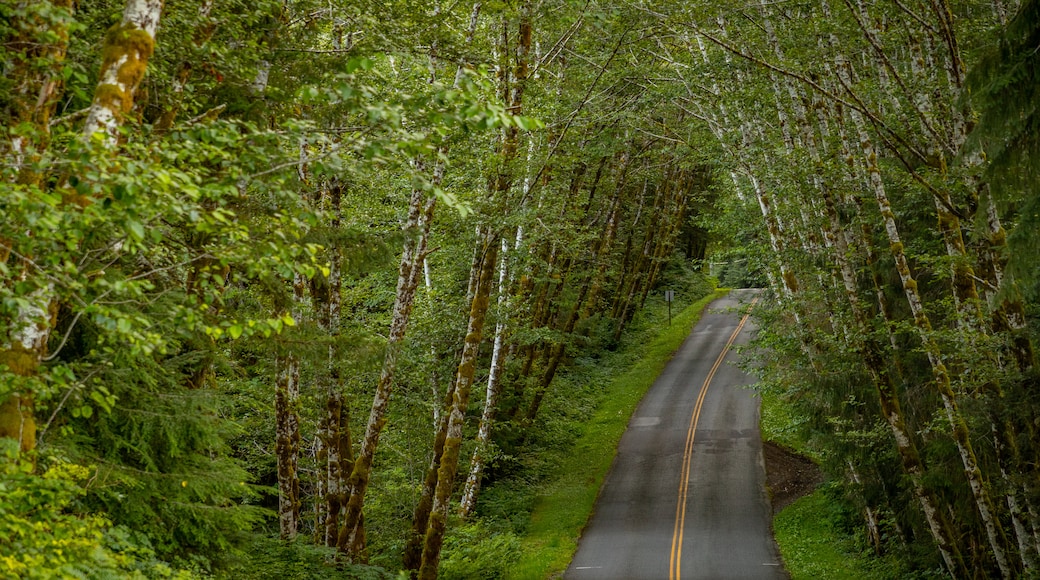 Kalaloch which includes forests and tranquil scenes