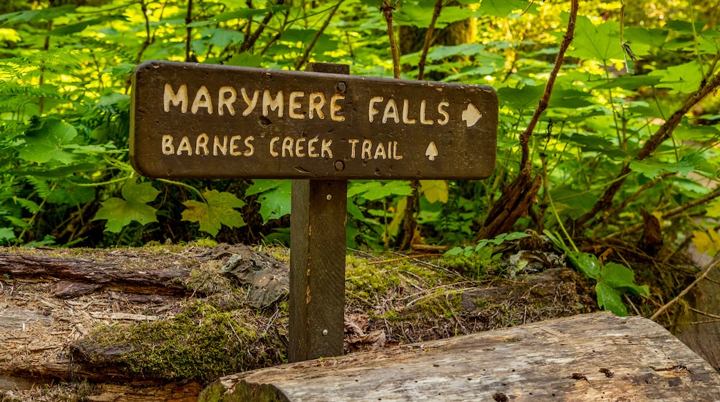 Marymere Falls featuring forest scenes and signage