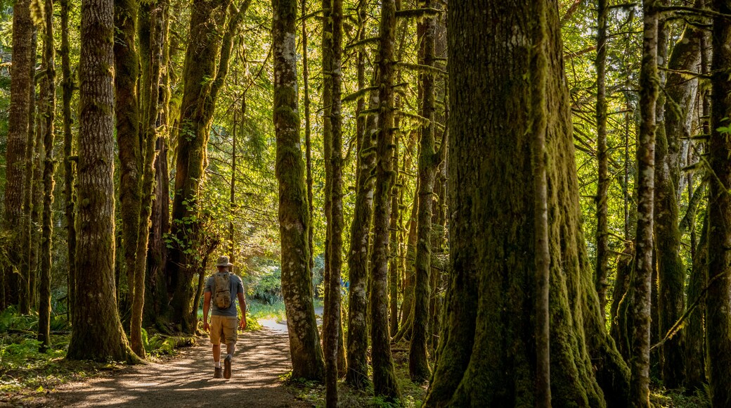 Marymere Falls showing hiking or walking, a park and forests