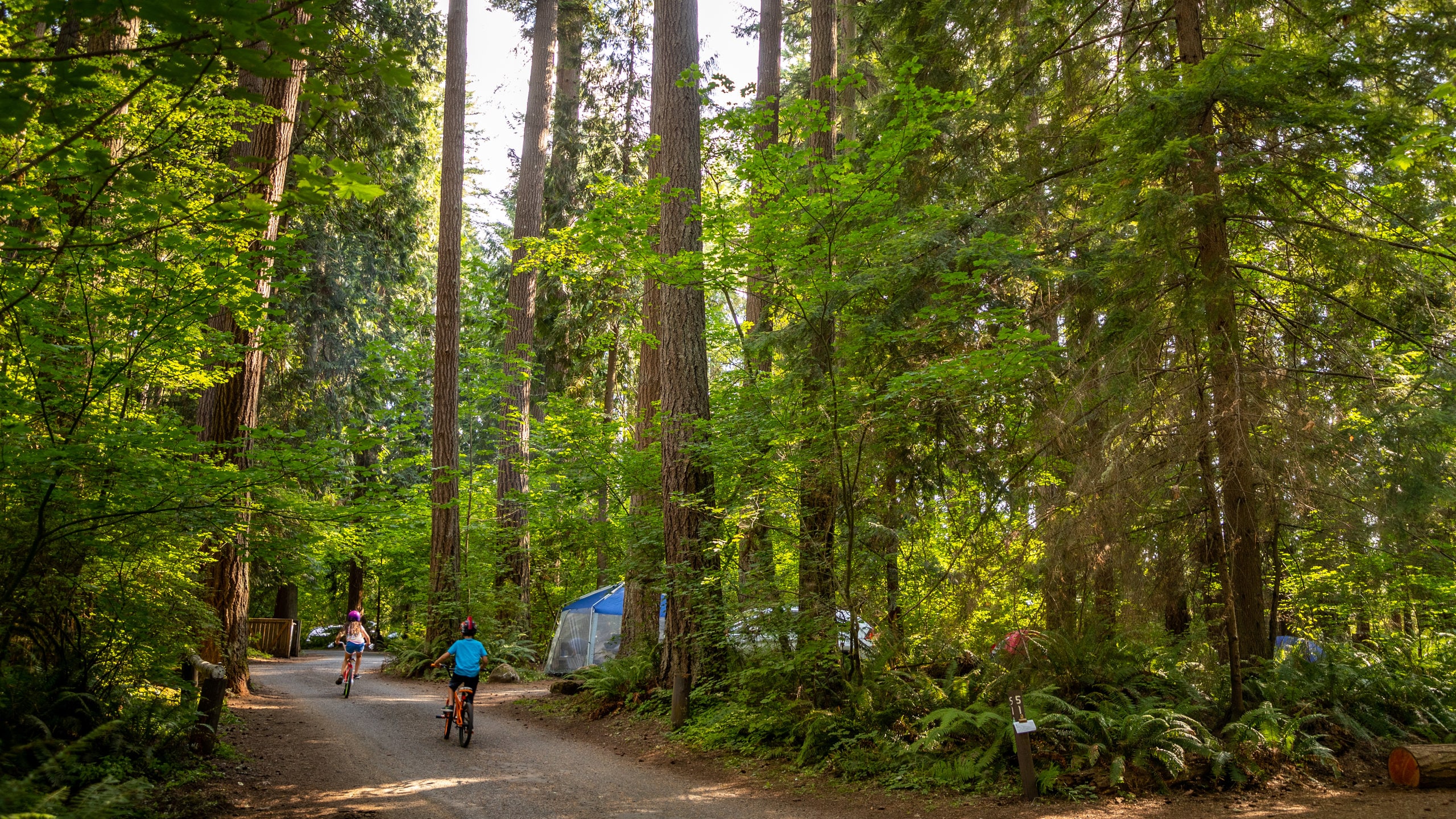 Millersylvania State Park showing cycling, a park and forest scenes