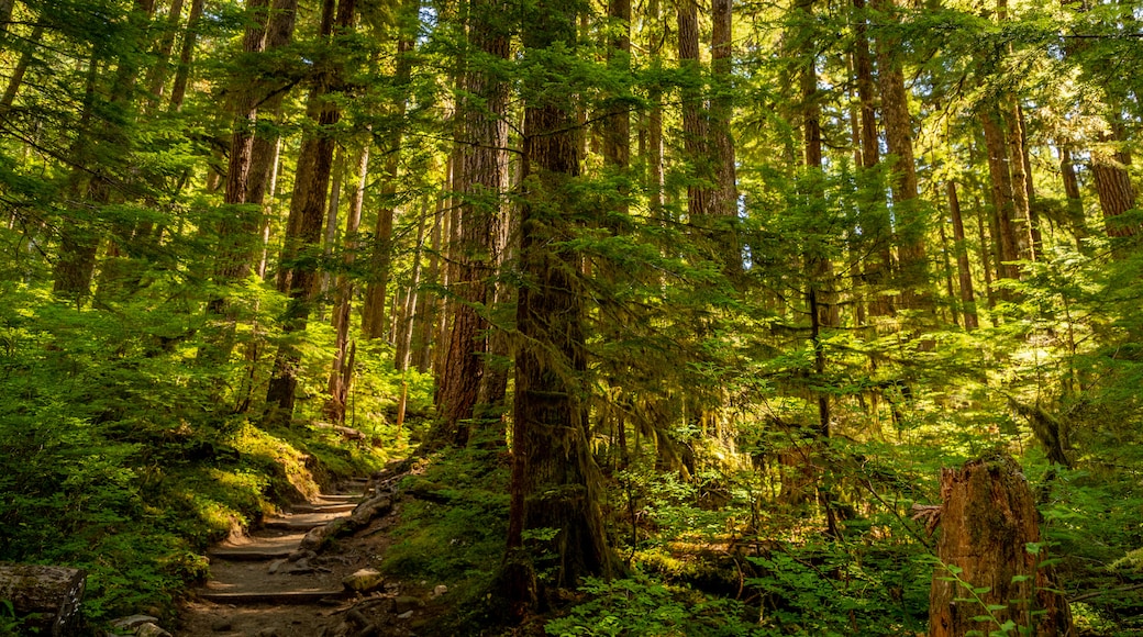 Cascadas Sol Duc