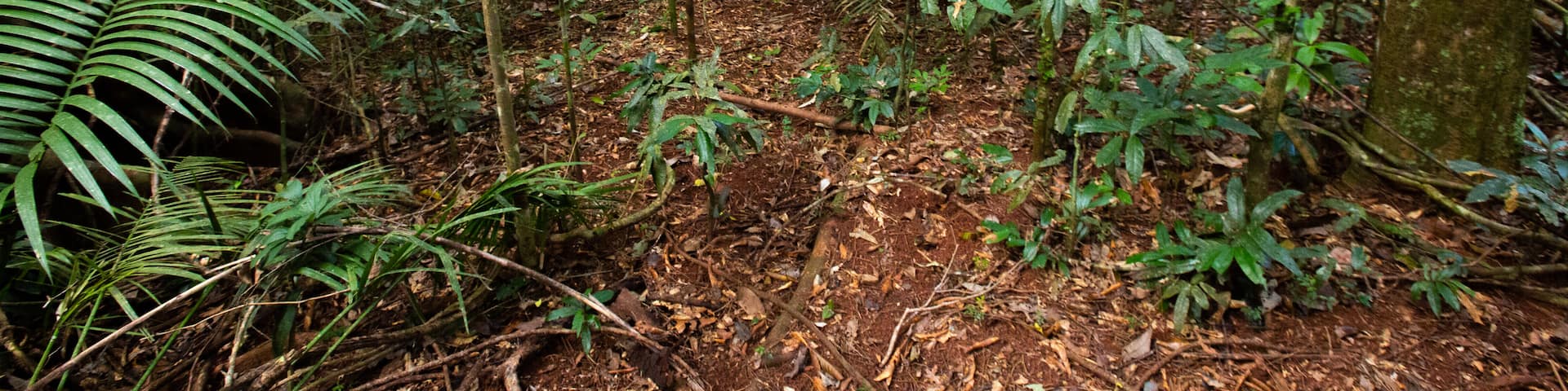 Jindalba Boardwalk featuring forest scenes