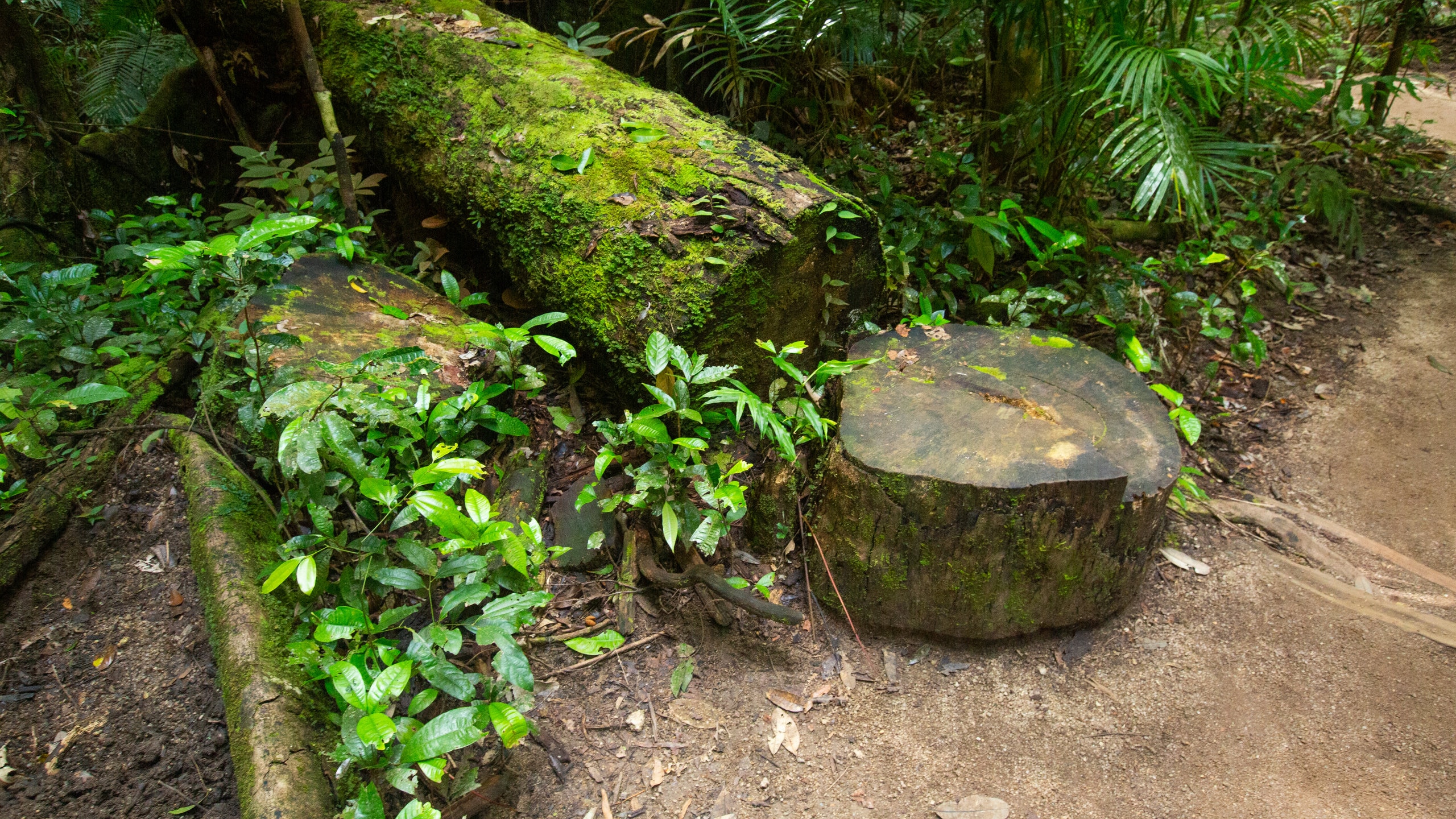 Mossman, Queensland, Australia