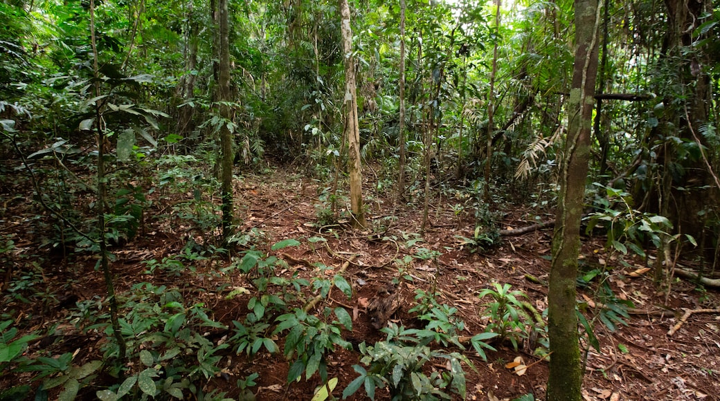 อุทยานแห่งชาติ Daintree