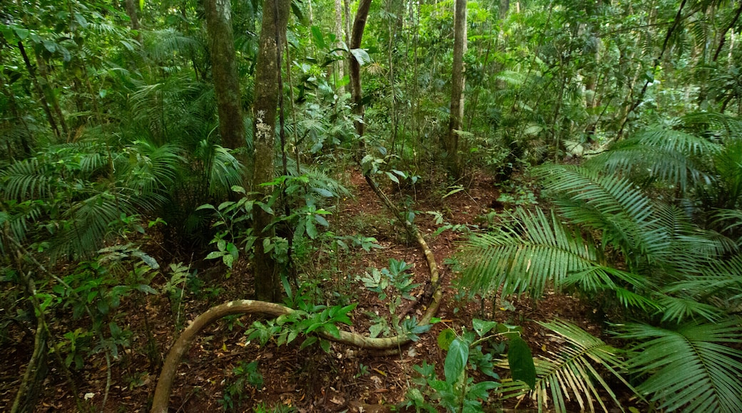 อุทยานแห่งชาติ Daintree